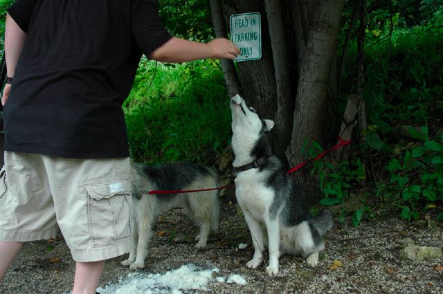 basmatidogfeed