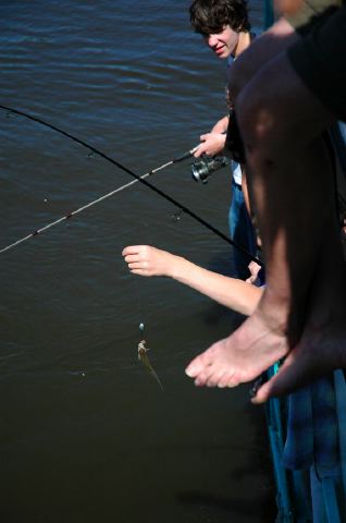 tinyfish